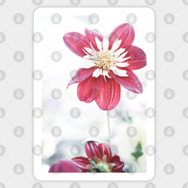 Dahlia flower 1 Sticker by DeborahMcGrath